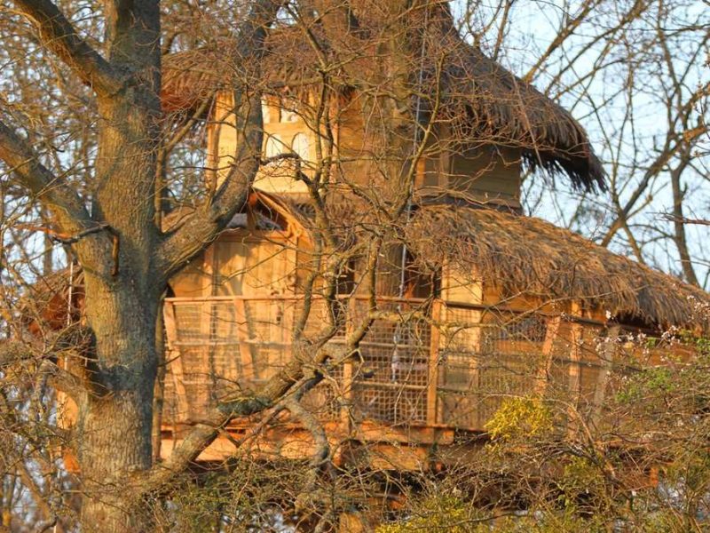 Cabane perchée dans un arbre, avec un toit de chaume et une vue sur la nature environnante.