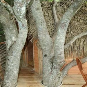 Cabane perchée en Auvergne, entourée darbres avec un toit en chaume.