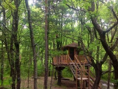 Cabane dans les arbres en Provence-Alpes-Côte dAzur, entourée de verdure luxuriante.