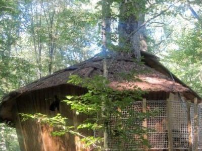 Cabane perchée dans les arbres, entourée de verdure, offrant une vue apaisante.