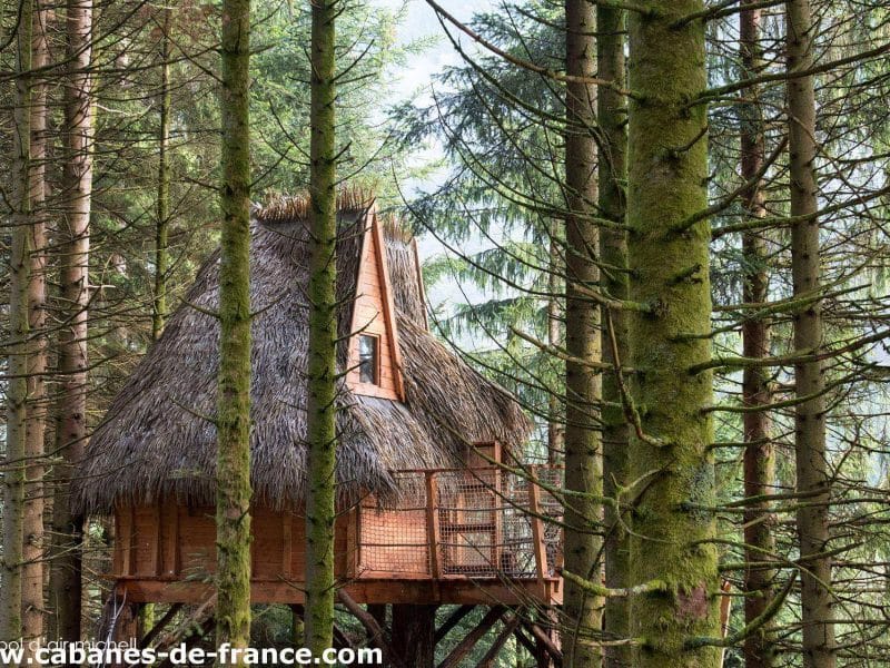 Cabane perchée en bois dans les arbres, toit de chaume, entourée de sapins.