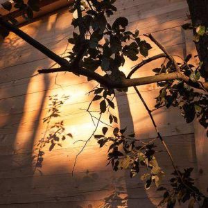 Cabanes en bois dans les arbres, ombres de feuillage au coucher du soleil.