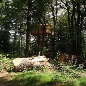 Cabane perchée dans les arbres, entourée de verdure luxuriante en Auvergne.