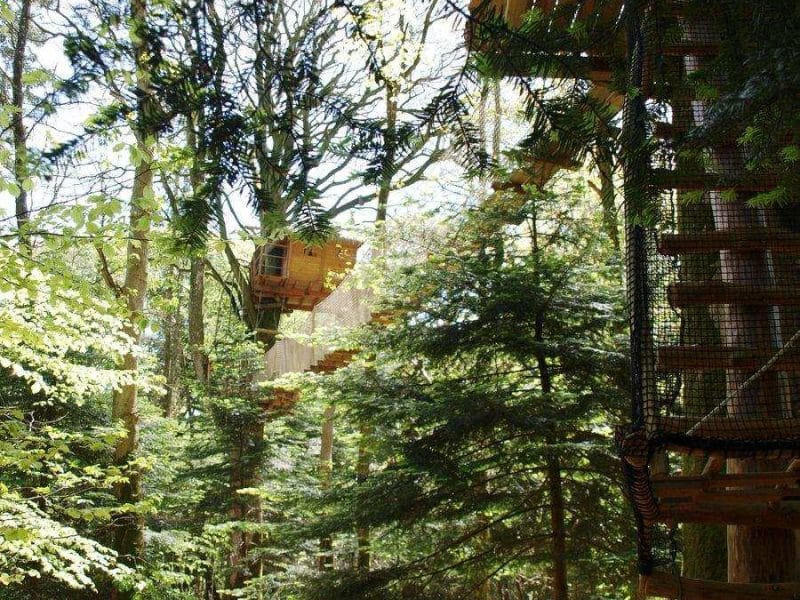 Cabane perchée dans les arbres en Bretagne, entourée de verdure luxuriante.