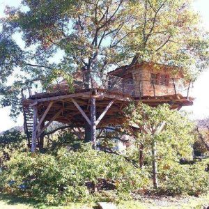 Cabane perchée dans un arbre, entourée de verdure, offrant une vue panoramique.
