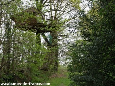 Cabane perchée en Bretagne, entourée darbres verdoyants et dune nature luxuriante.