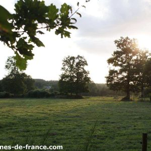 Cabanes dans les arbres en Bretagne, entourées de verdure et baignant dans la lumière dorée.