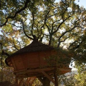 Cabane perchée dans un arbre, entourée de feuillage doré en Provence-Alpes-Côte dAzur.