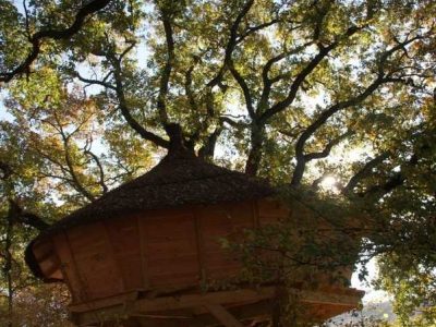 Cabane perchée dans un arbre, entourée de feuillage doré en Provence-Alpes-Côte dAzur.