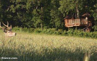 Cabane dans les arbres au cœur de la nature, entourée de verdure et de faune sauvage.