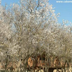 Cabane perchée dans les arbres, entourée de fleurs blanches au printemps.