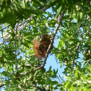 Hébergement insolite dans un arbre, entouré de feuillage verdoyant et ciel bleu.