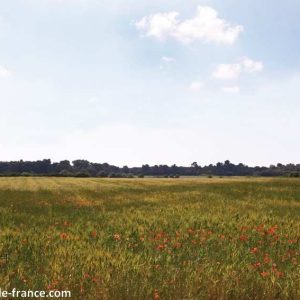 Hébergement insolite en cabane, entouré de champs de blé et de coquelicots.