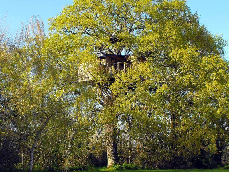 Cabane dans les arbres au cœur de la verdure, idéale pour un séjour insolite.