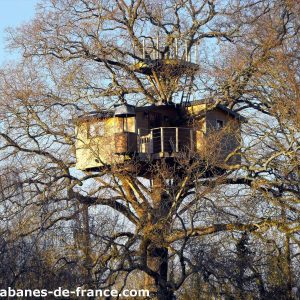 Cabane dans les arbres au Pays de la Loire, perchée majestueusement dans un chêne.
