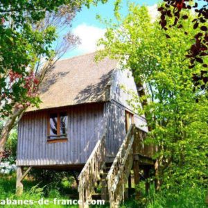 Cabane en bois perchée, entourée de verdure luxuriante et darbres.