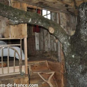 Cabane perchée dans un arbre, avec un tronc traversant lintérieur.