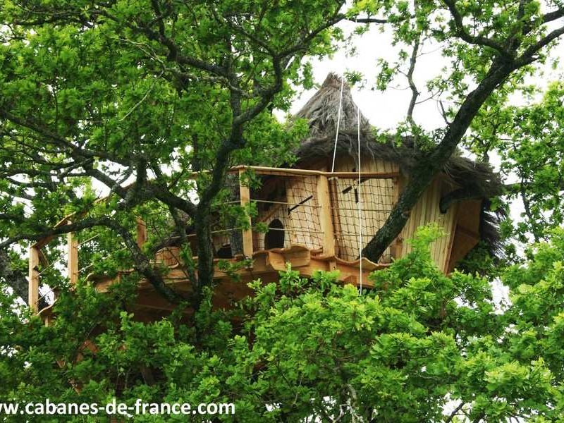 Cabane perchée dans un arbre, entourée de feuillage verdoyant.