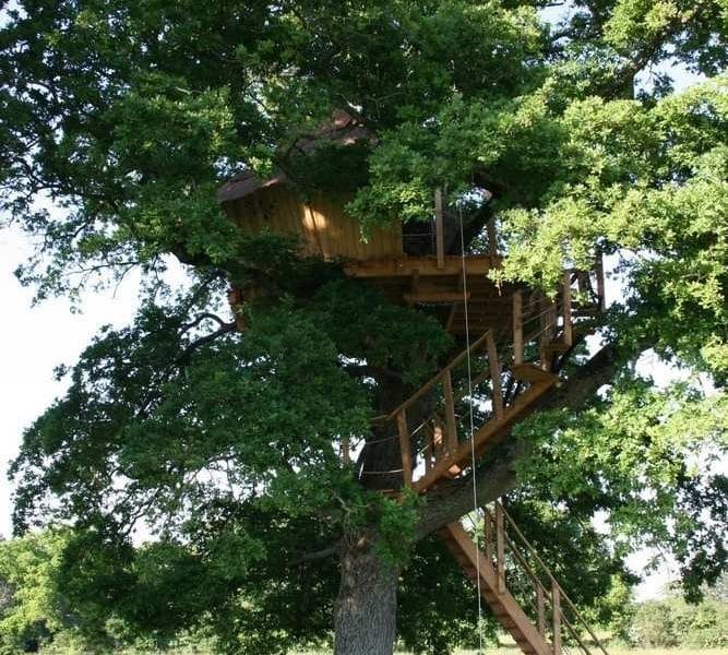 Cabane perchée dans un arbre, entourée de verdure, offrant une vue panoramique.