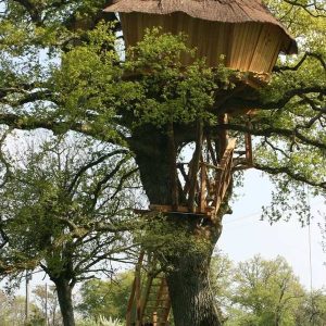Cabane perchée dans un arbre, entourée de verdure, offrant une vue imprenable.