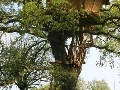 Cabane perchée dans un arbre, entourée de verdure, offrant une vue imprenable.
