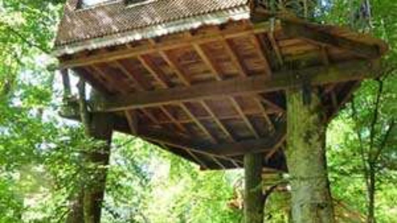 Soutenez le projet de l’éco-source arboricole