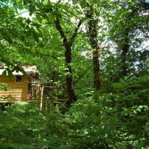 Cabane perchée dans les arbres, entourée dune verdure luxuriante.