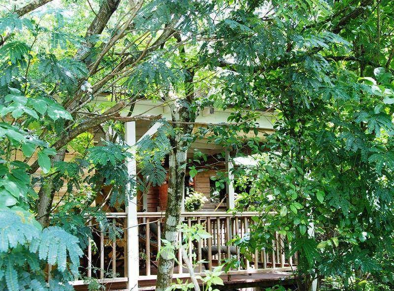 Cabane perchée dans les arbres, entourée dune végétation luxuriante à Outre-Mer.