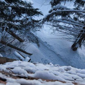 Cabane perchée en bois, entourée de neige et de sapins majestueux en Auvergne.