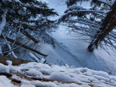 Cabane perchée en bois, entourée de neige et de sapins majestueux en Auvergne.