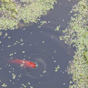 Hébergement insolite en Centre : un étang paisible avec un poisson rouge nageant.