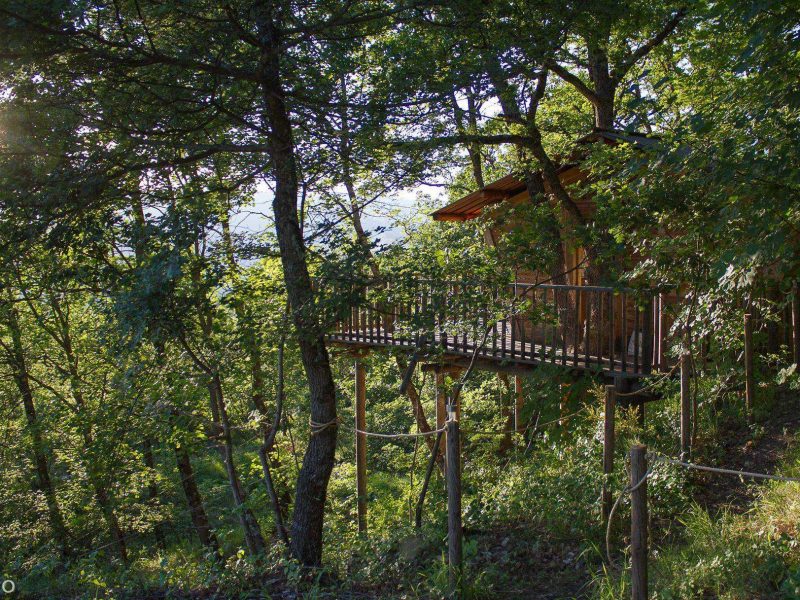 Cabane perchée dans les arbres, entourée de verdure luxuriante et de lumière naturelle.