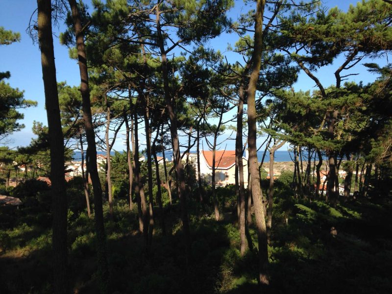 Maison de vacances entourée de pins, vue sur la mer au loin.