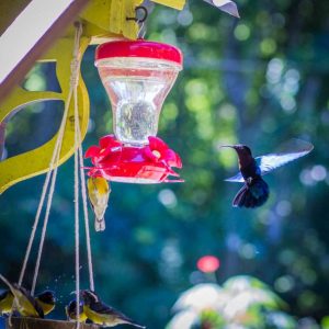 Hébergement insolite en Outre-Mer avec un nourrisseur à colibris coloré.