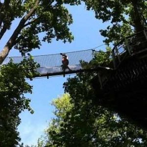 Cabane dans les arbres en Pays de la Loire, perchée au milieu des feuillages verdoyants.