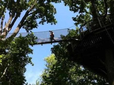 Cabane dans les arbres en Pays de la Loire, perchée au milieu des feuillages verdoyants.