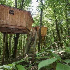 Cabane perchée en bois dans les arbres, entourée de verdure luxuriante.