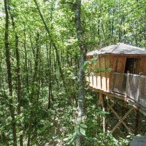Cabane perchée en bois, entourée dune forêt verdoyante en Auvergne-Rhône-Alpes.