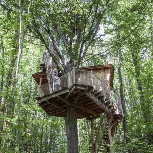 Cabane perchée dans un arbre, entourée de verdure luxuriante en Auvergne-Rhône-Alpes.