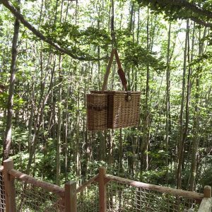Cabane perchée dans les arbres avec un panier suspendu au milieu dune forêt verdoyante.