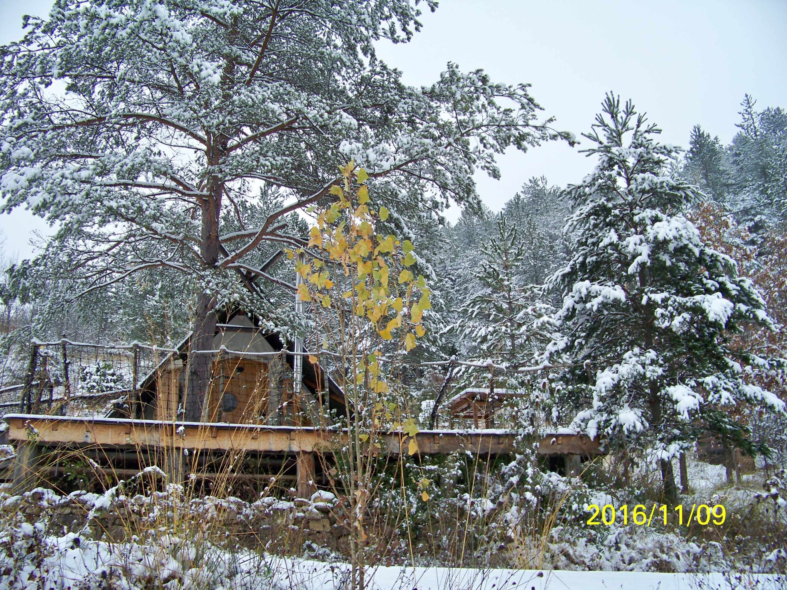 100_3157 Cabane perchée en bois, entourée de neige et de sapins en Auvergne-Rhône-Alpes.