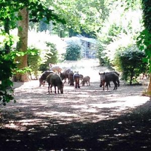 Hébergement insolite en Auvergne-Rhône-Alpes, entouré de nature et de sangliers.