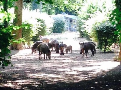 Hébergement insolite en Auvergne-Rhône-Alpes, entouré de nature et de sangliers.