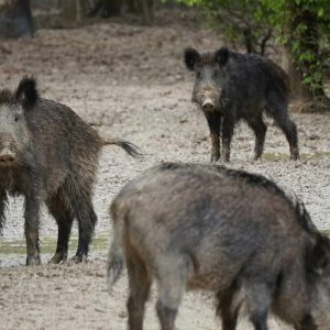Hébergement insolite en Auvergne-Rhône-Alpes, entouré de sangliers dans la nature.