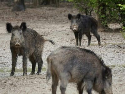 Hébergement insolite en Auvergne-Rhône-Alpes, entouré de sangliers dans la nature.