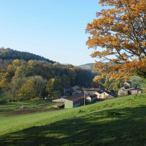 Hébergement insolite en pleine nature, entouré darbres aux feuilles dorées.