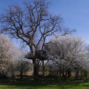 Cabane perchée dans un arbre, entourée de fleurs blanches en Midi-Pyrénées.