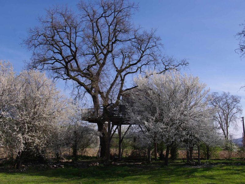 Cabane dans les arbres, entourée de fleurs blanches au printemps.