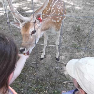 Hébergement insolite en Auvergne-Rhône-Alpes, avec des enfants nourrissant un cerf.