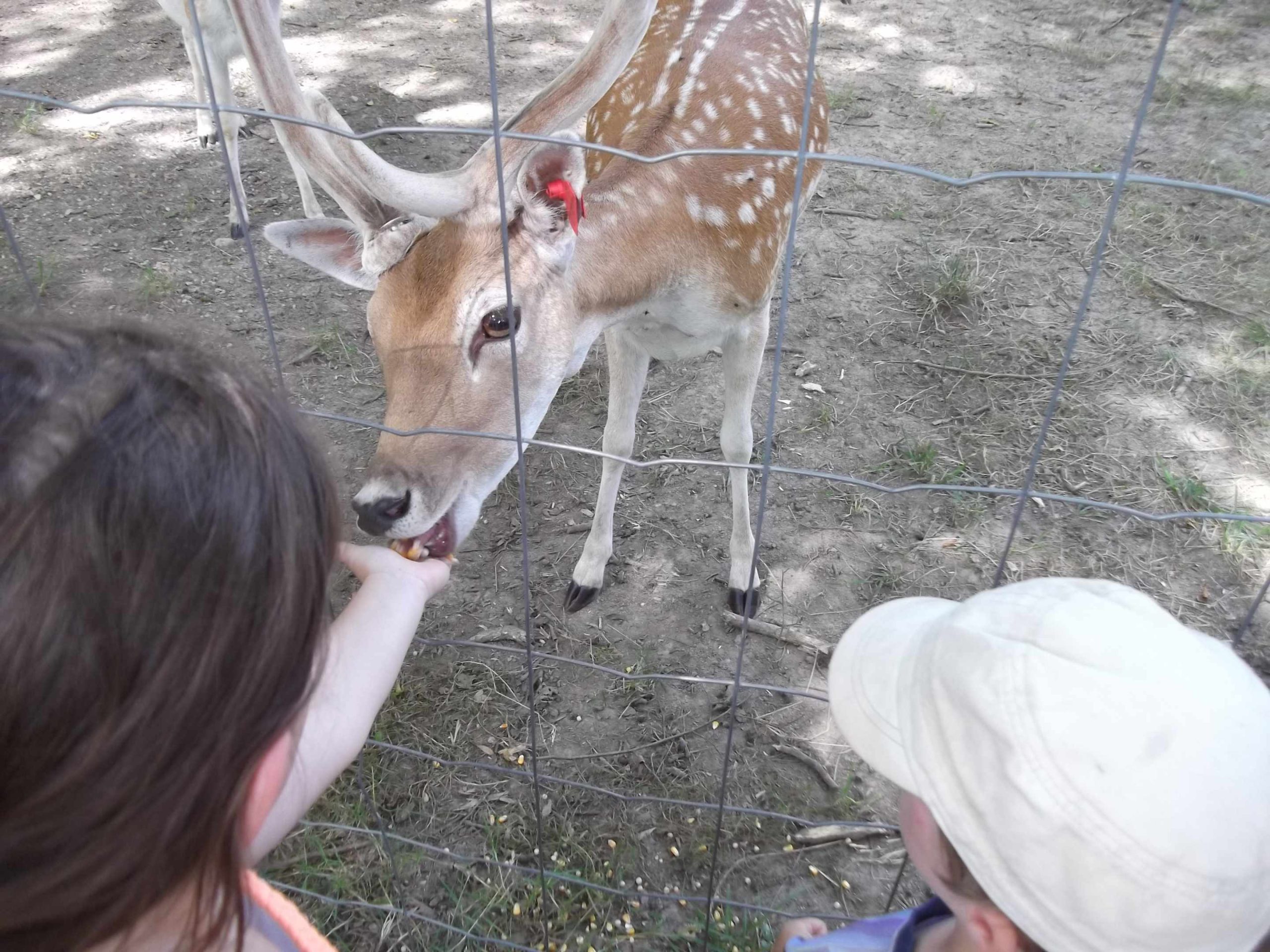 NATHALIE DESCOMBES Hébergement insolite en Auvergne-Rhône-Alpes, avec des enfants nourrissant un cerf.